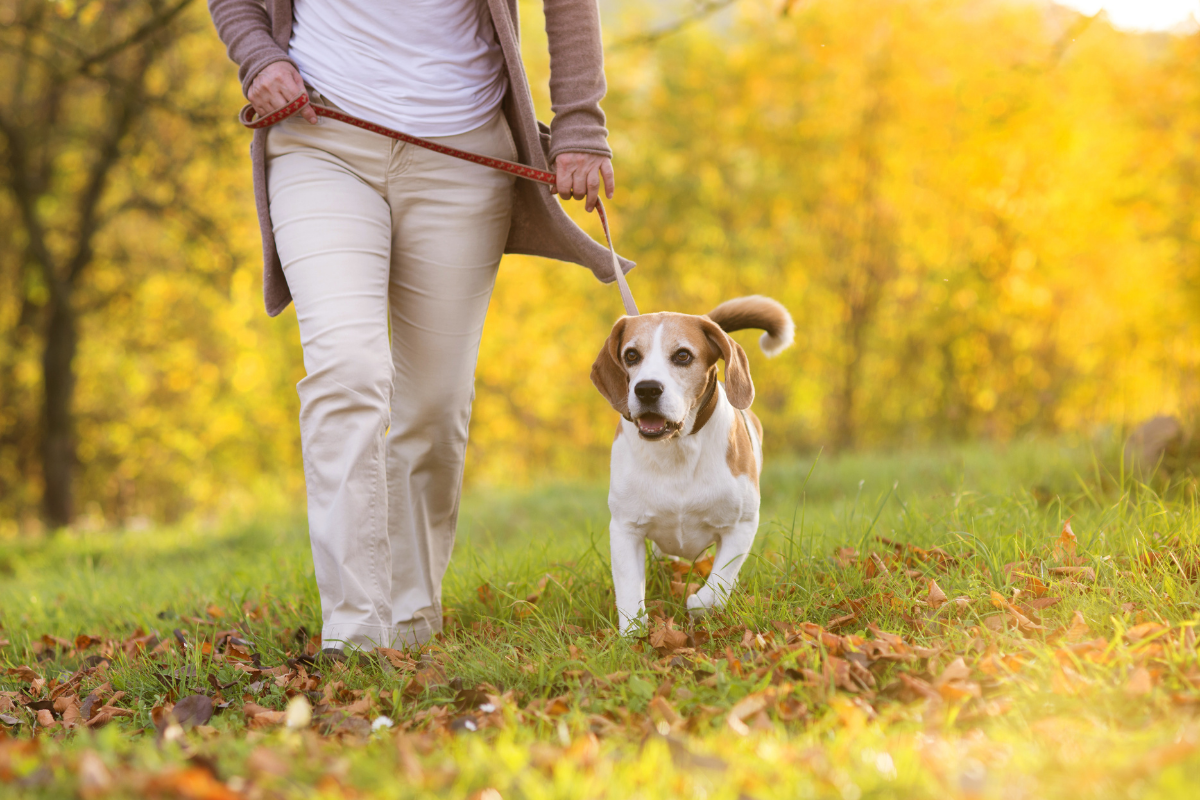 Dog friendly walking routes Nottingham