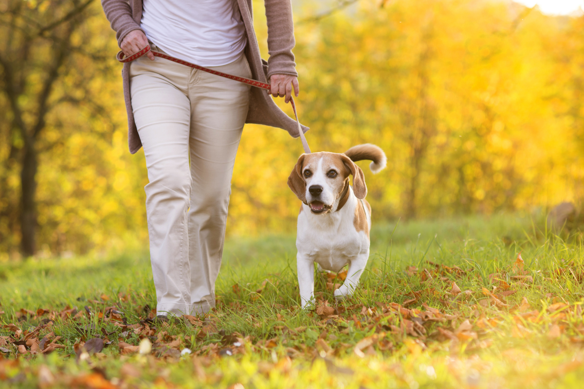 Dog friendly walking routes Nottingham.